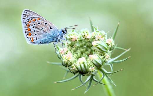 1755432 (a): :1920x1200